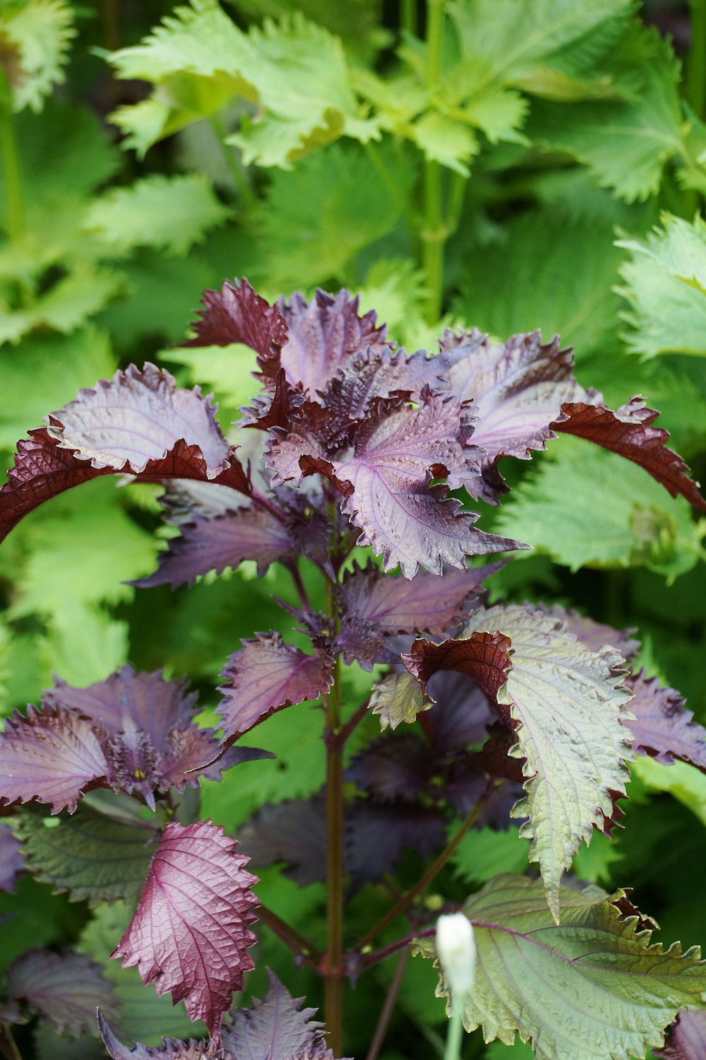Purple Green Shiso Herb Seeds for Planting – Heirloom, Non-GMO, Organic Garden Seeds with High Germination
