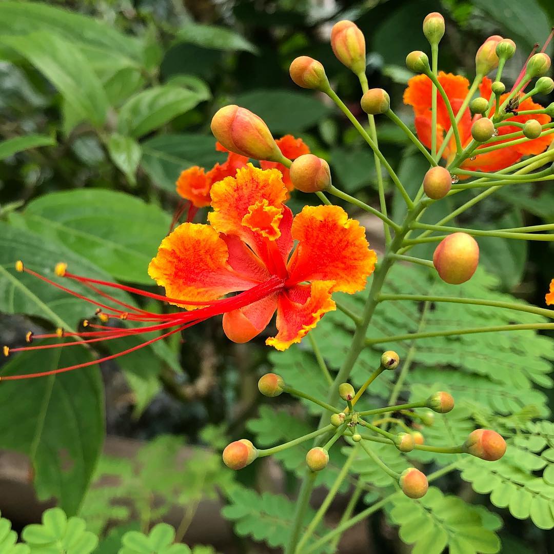 Caesalpinia Flower Seeds for Planting – Vibrant Tropical Blooms for Home &amp; Garden