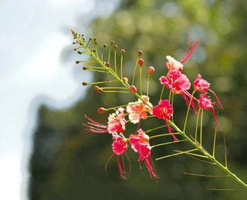 Mixed Caesalpinia Flower Seeds for Planting – Bright Blooms, Heirloom, Non-GMO Seeds for Home Garden