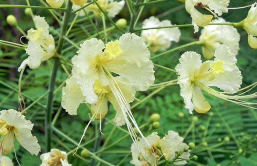 White Caesalpinia Flower Seeds for Planting – Pollinator Friendly, Heirloom &amp; Non-GMO Seeds for Home Garden