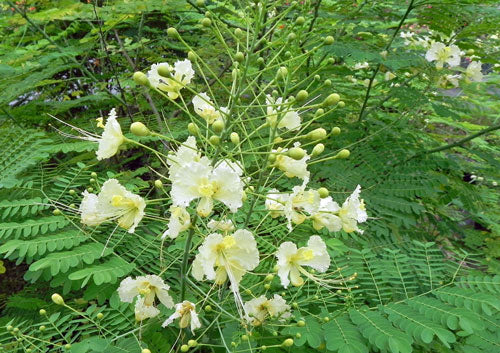 White Caesalpinia Flower Seeds for Planting – Pollinator Friendly, Heirloom &amp; Non-GMO Seeds for Home Garden