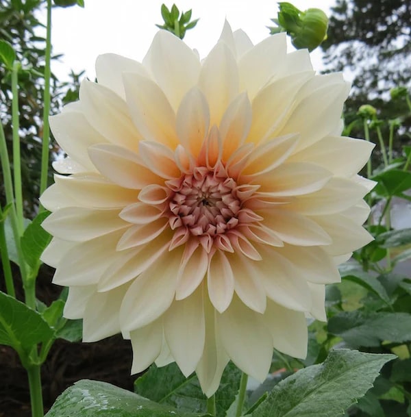 Cream Dahlia Flower Seeds for Planting – Heirloom, Non-GMO, Hardy High Germination Seeds