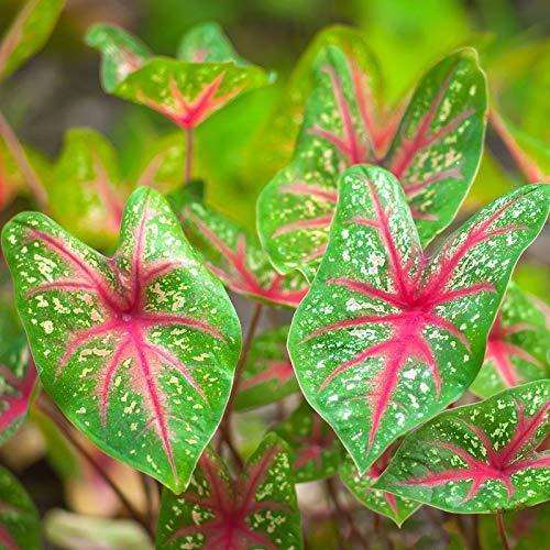 Mix Pink Caladium Flower Seeds for Planting – Heirloom Non-GMO, High Germination Organic Garden Seeds