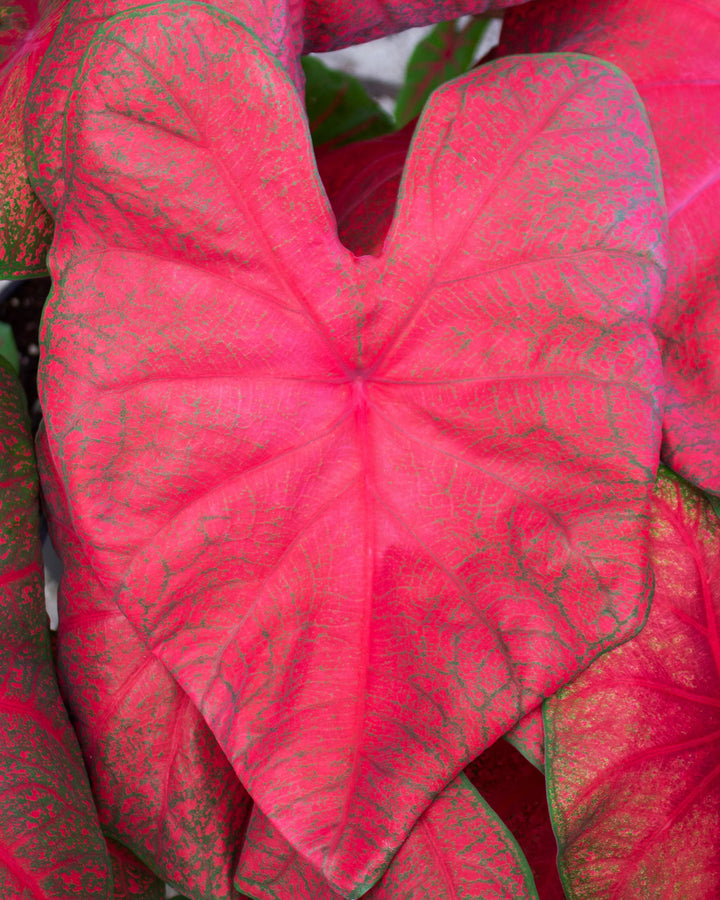 Red Fancy Leaf or Brandywine Caladium Leaf Seeds for Planting – Heirloom Non-GMO, High Germination Organic Garden Seeds