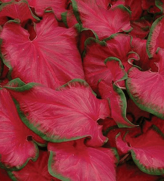 Caladium Bicolor Red Mix Flower Seeds – Heirloom, Non-GMO, High Germination Organic Garden Seeds for Planting