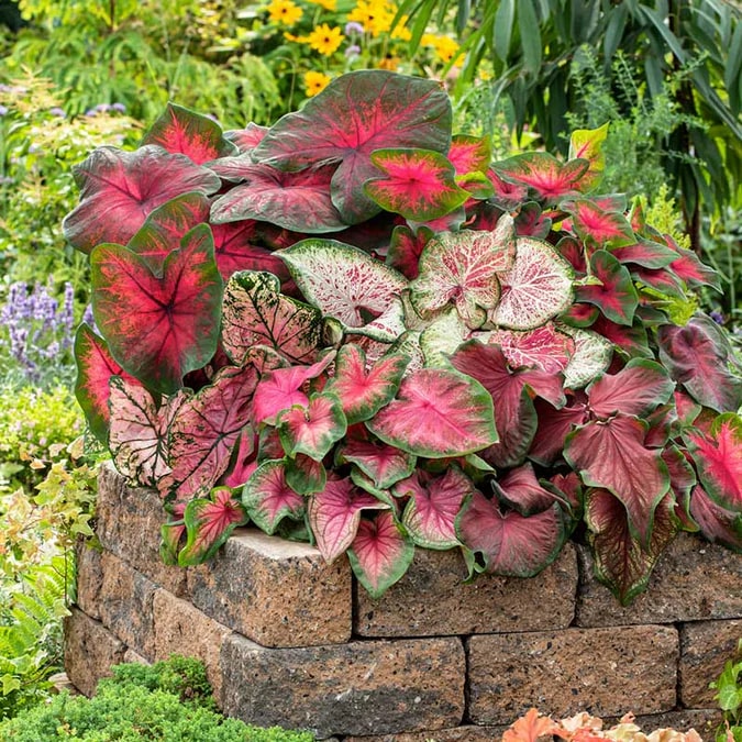 Mixed Colour Caladium Flower seeds for Planting-Garden Favorite, Heirloom & GMO Free Seeds for Home Garden Non-GMO High Germination Organic Garden Seeds