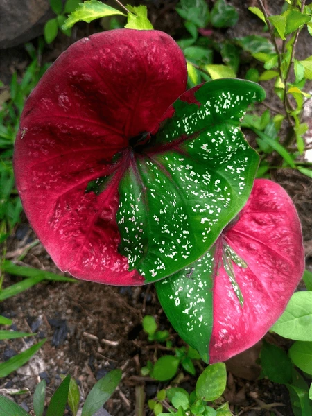 Caladium Bicolor Red Flower Seeds for Planting – Heirloom Non-GMO, High Germination Organic Garden Seeds