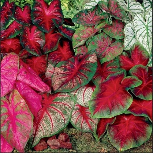 Mixed Colour Caladium Flower seeds for Planting-Garden Favorite, Heirloom & GMO Free Seeds for Home Garden Non-GMO High Germination Organic Garden Seeds