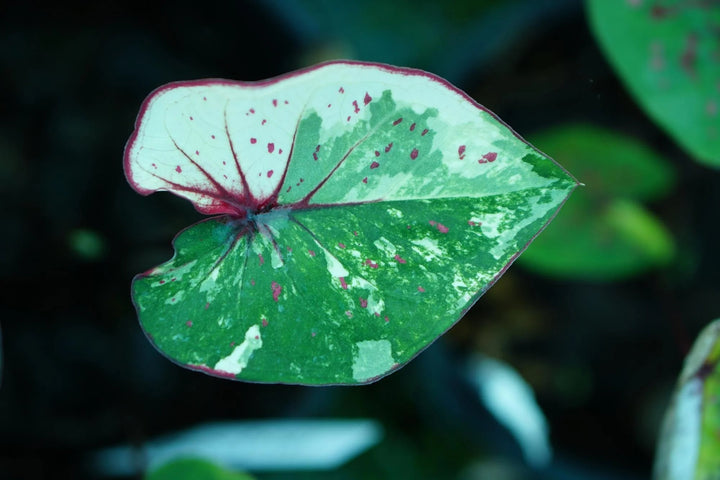 Teal Mix Caladium Flower seeds for Planting - Bright Blooms, Heirloom & GMO Free Seeds | Non-GMO, High Germination