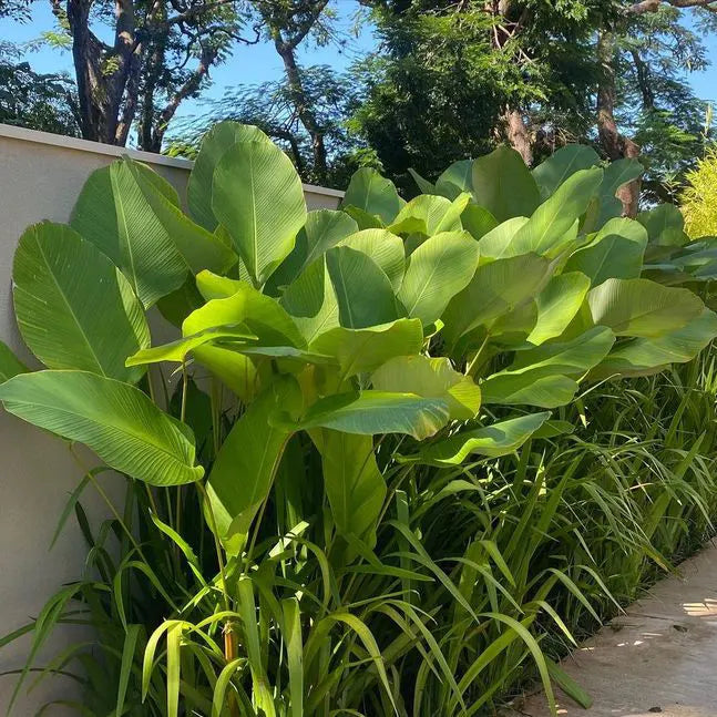 Calathea Lutea Mexican Cigar Seeds – Heirloom Non-GMO Sun-Loving Tropical Plant for Garden