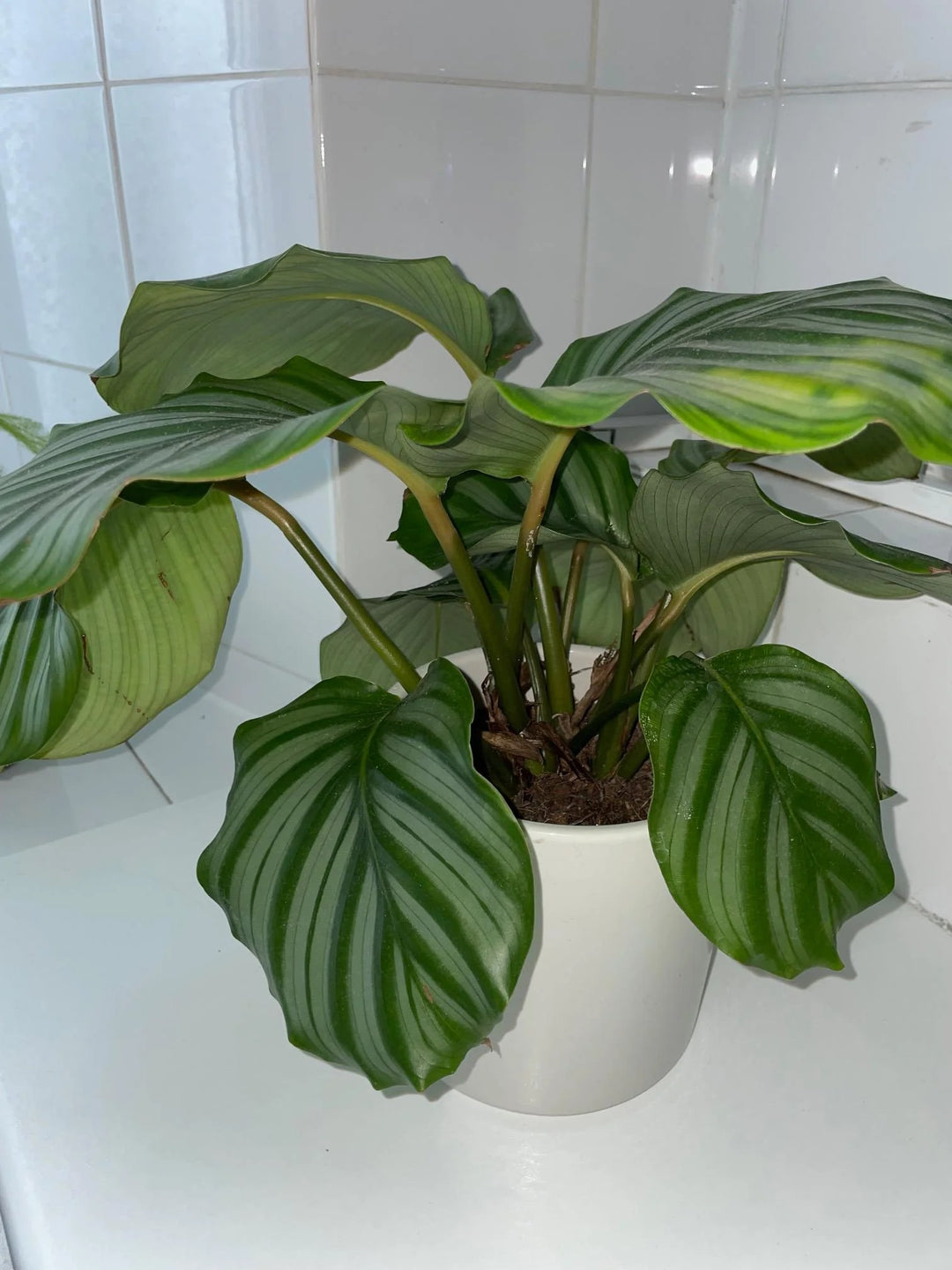 Calathea Orbifolia Flower Seeds for Planting – Heirloom, Non-GMO, High Germination Organic Garden Seeds