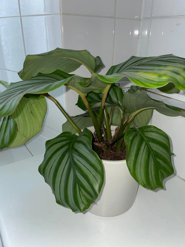 Calathea Orbifolia Flower Seeds for Planting – Heirloom, Non-GMO, High Germination Organic Garden Seeds