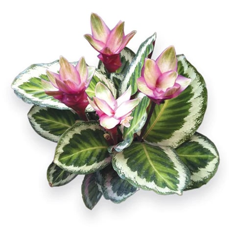 Calathea Medallion Flower Seeds for Planting - Heirloom & Non-GMO Organic Garden Seeds, High Germination