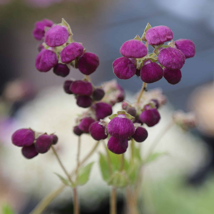 Violet Calceolaria Flower Seeds for Planting – Heirloom, Non-GMO, Cottage Garden Essential, High Germination