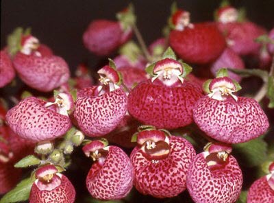 Pink White Calceolaria Flower Seeds for Planting – Heirloom, Non-GMO, High Germination Organic Garden Seeds