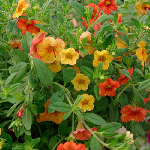 Mixed Superbells Petunia Flower Seeds for Planting – Heirloom Non-GMO, High Germination Organic Garden Seeds
