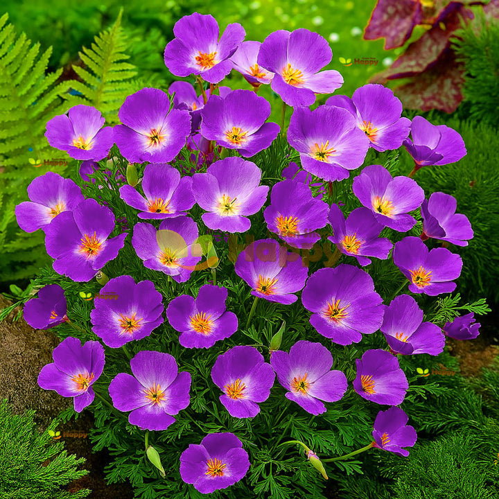 Purple Eschscholtzia Flower Seeds for Planting – Heirloom, Non-GMO, Hardy High Germination Variety