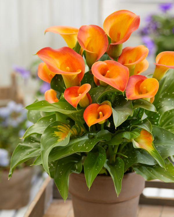 Orange Calla Flower seeds for Planting – Perfect for Borders, Heirloom Non-GMO, High Germination Seeds