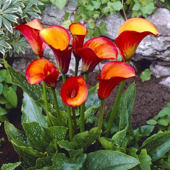 Yellow Red Calla Flower Seeds for Planting – Heirloom, Non-GMO, Vibrant Colors, High Germination