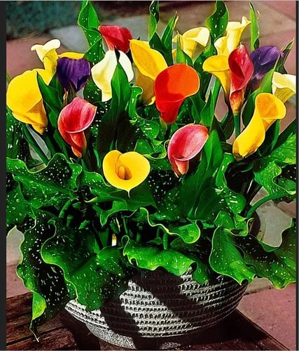 Mixed Calla Flower Seeds for Planting – Heirloom, Non-GMO, Organic Garden Seeds, High Germination