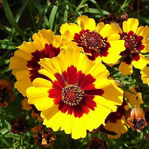 Calliopsis Flower Seeds for Planting – Heirloom Non-GMO, High Germination Organic Garden Seeds