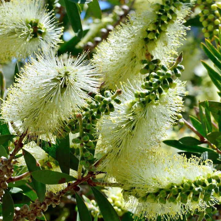 Flower Seeds, Seeds,Seeds For Planting,Plant Seeds