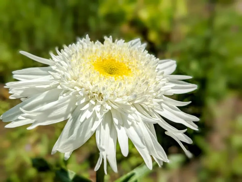 aster flower seeds germination White Aster Callistephus Flower Seeds for Planting – Heirloom, Non-GMO, High Germination Seeds