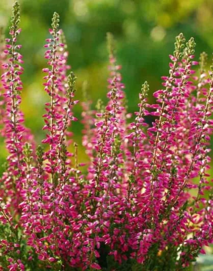 Calluna Vulgaris Flower Seeds for Planting – Heirloom, Non-GMO, High Germination Organic Garden Seeds