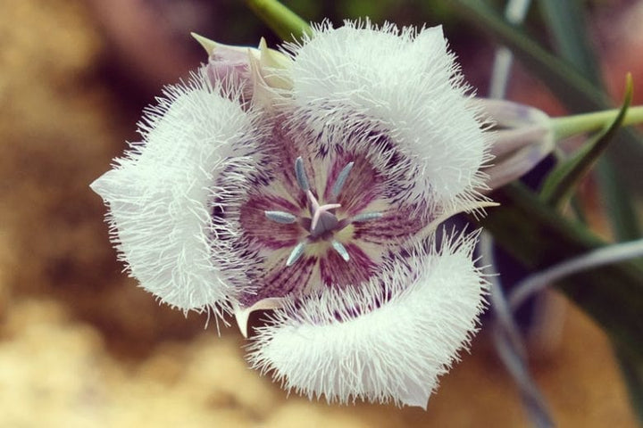Calochortus Flower seeds for Planting - Bright Blooms, Heirloom & GMO Free Seeds for Home Garden, Organic Garden Seeds