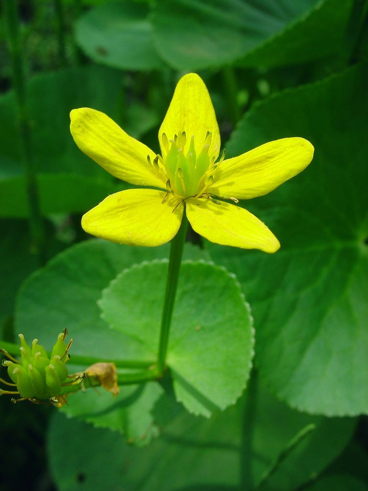 Caltha Palustris Flower Seeds for Planting – Vibrant Heirloom, Non-GMO, High Germination Garden Seeds