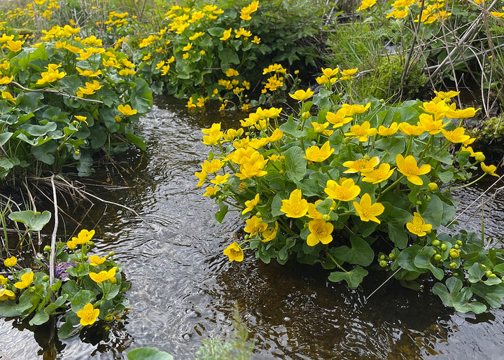 Marsh Marigold Flower Seeds for Planting - Hardy Heirloom, Non-GMO, High Germination Organic Garden Seeds