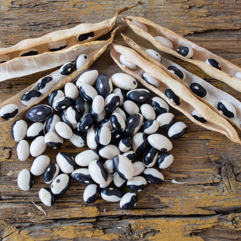 Black White Okra Bean Seeds – Heirloom Non-GMO Unique Vegetable Garden Seeds for Planting, High Germination