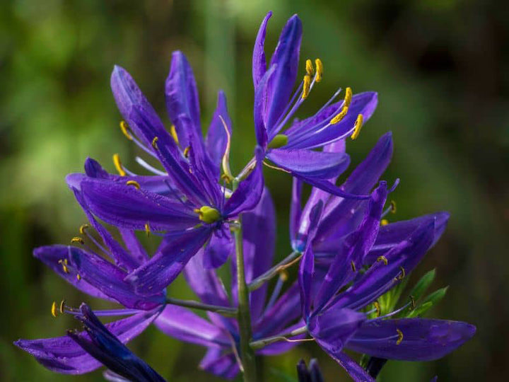 Blue Camas Camassia Flower Seeds for Planting – Heirloom Non-GMO, High Germination Organic Garden Seeds