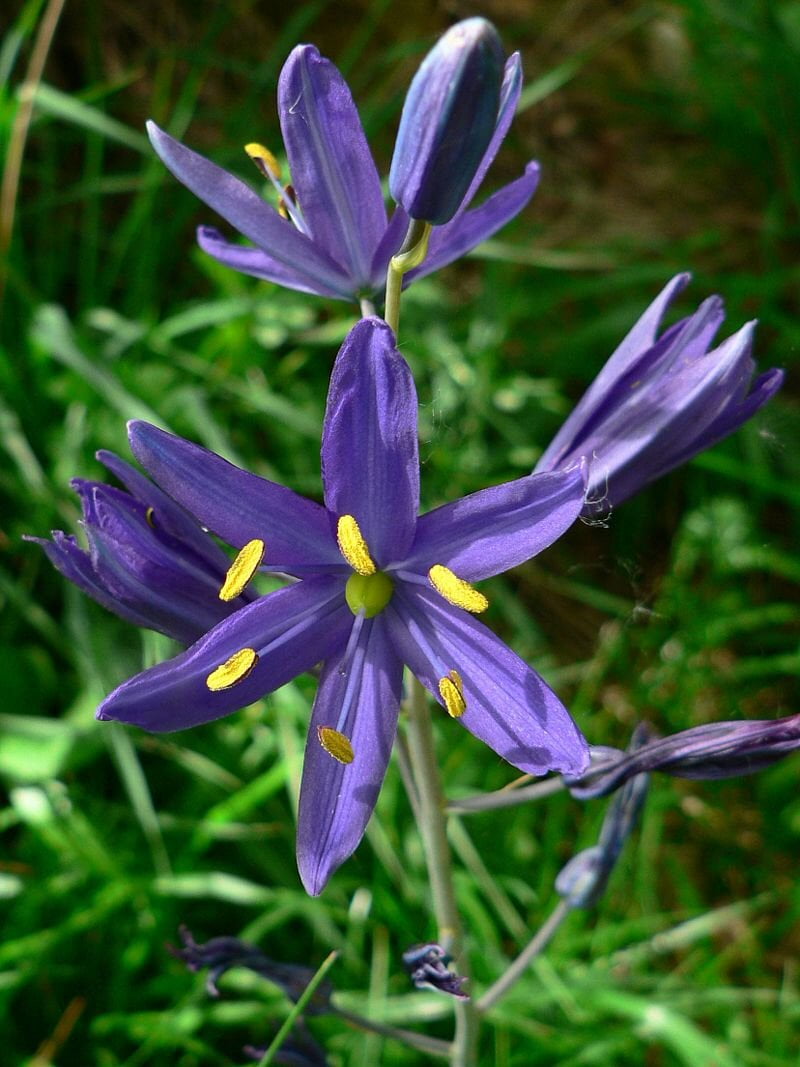 Blue Camas Camassia Flower Seeds for Planting – Heirloom Non-GMO, High Germination Organic Garden Seeds
