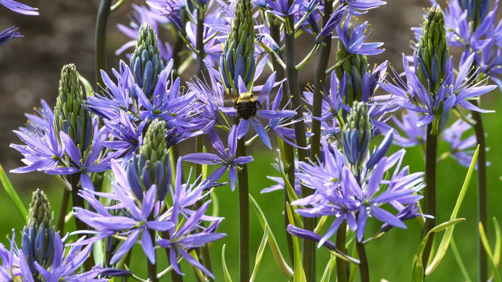 Flower Seeds, Seeds,Seeds For Planting,Plant Seeds