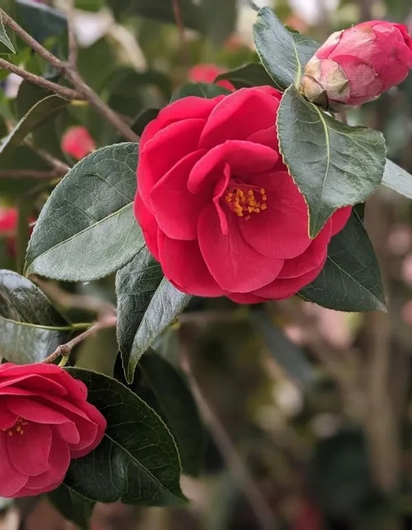 Red Camellia Flower Seeds for Planting – Heirloom, Non-GMO, High Germination Organic Garden Seeds