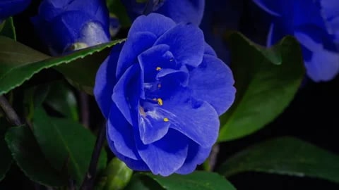 Camellia Blue Flower Seeds for Planting – Heirloom, Non-GMO, High Germination Organic Garden Seeds for Drought-Tolerant Blooms