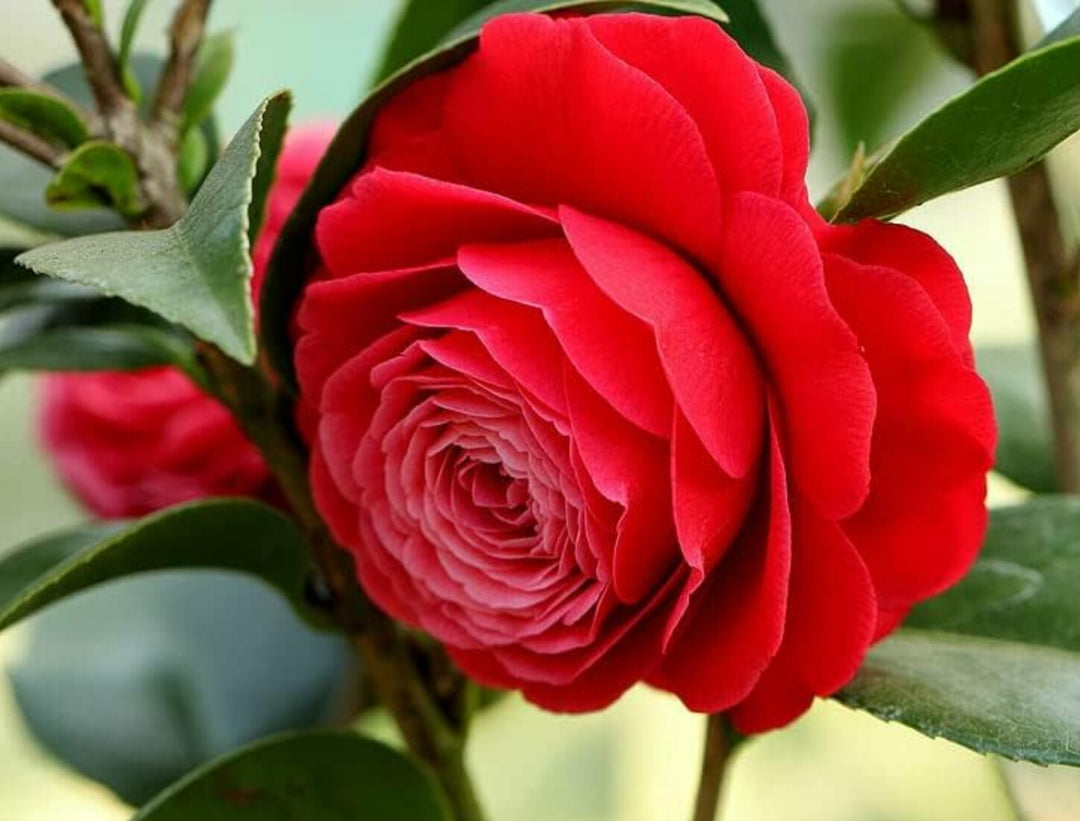 Camellia Red Flower Seeds for Planting – Heirloom Non-GMO, High Germination Organic Garden Seeds