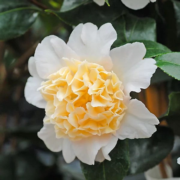 Light Yellow Camellia Flower Seeds for Planting – Heirloom, Non-GMO, High Germination, Organic Garden Seeds