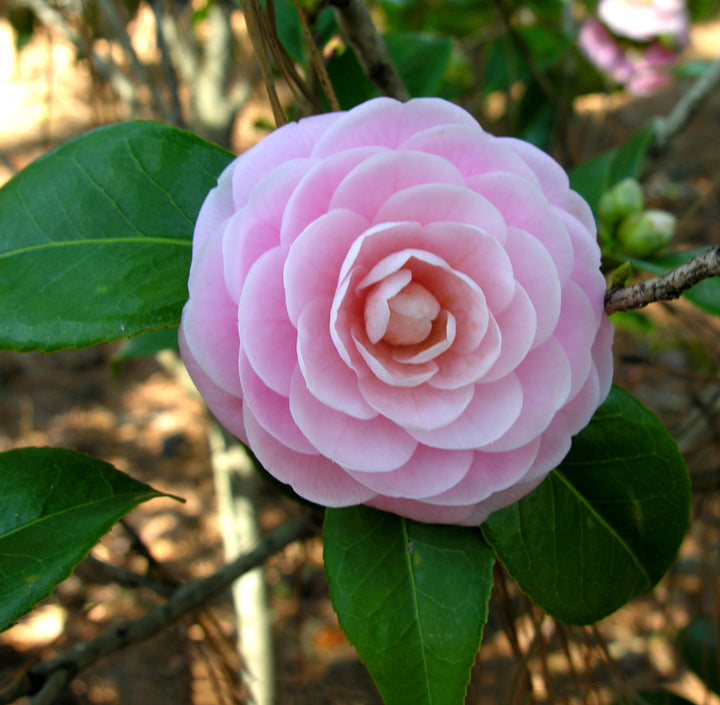 Camellia Flower seeds for Planting - Long Bloom Season, Heirloom & GMO Free Seeds for Home Garden, 100 pcs