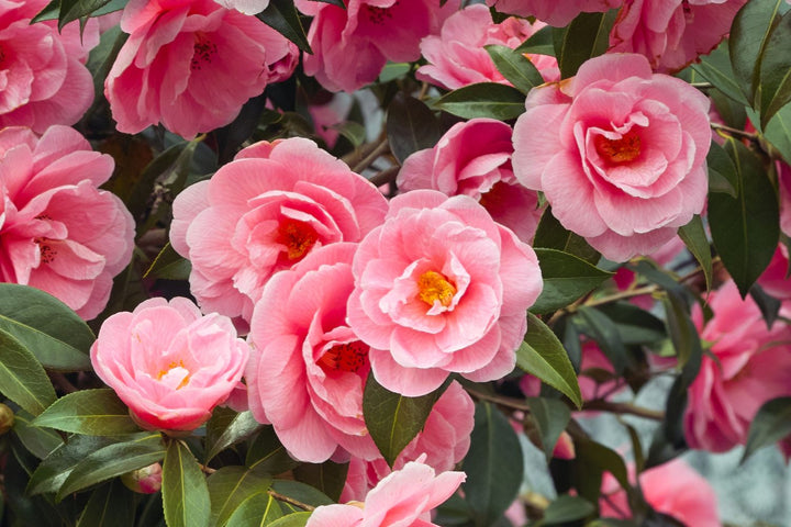 Camellia Japonica Flower Seeds for Planting – Heirloom Non-GMO, High Germination Organic Garden Seeds