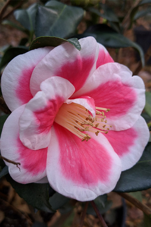 Pink White Camellia Flower Seeds for Planting – Heirloom, Non-GMO, High Germination Organic Garden Seeds