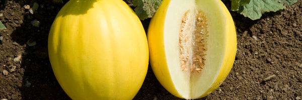 Yellow Canary Melon fruit seeds for planting – Heirloom & Non-GMO garden seeds for sweet refreshing harvest