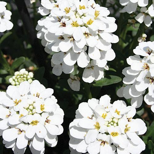 White Candytuf Flower Seeds for Planting – Heirloom Non-GMO, High Germination Organic Garden Seeds