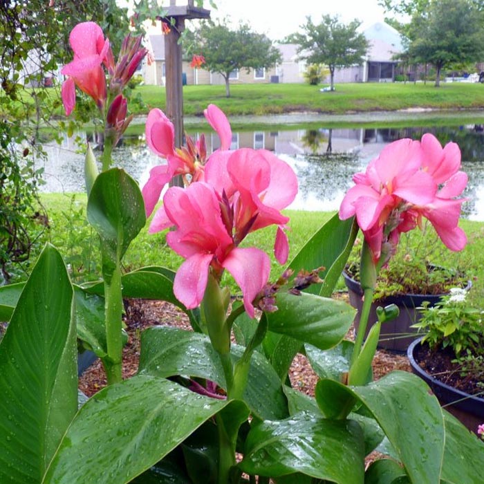 Canna Flower Seeds for Planting – Heirloom Non-GMO Seeds, High Germination for Organic Garden