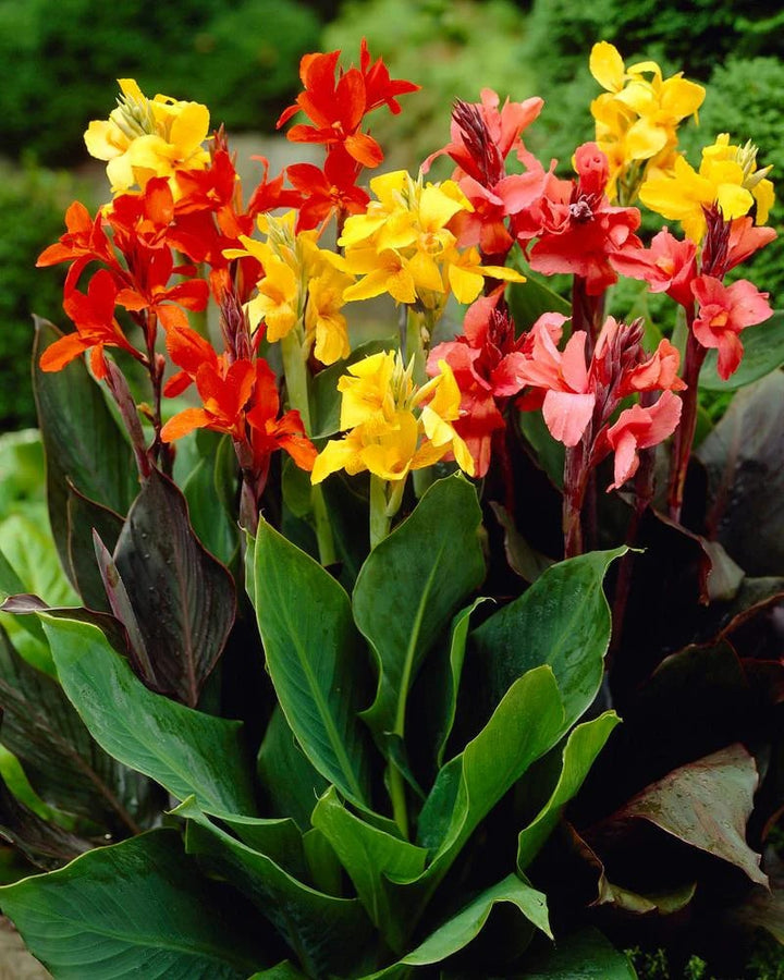Tall Canna Lily Flower Seeds for Planting – Sun Loving, Heirloom, Non-GMO Seeds for Home Garden