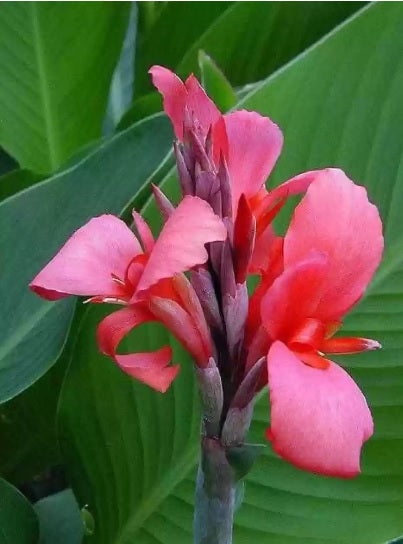 Canna Flower Seeds for Planting – Heirloom Non-GMO Seeds, High Germination for Organic Garden