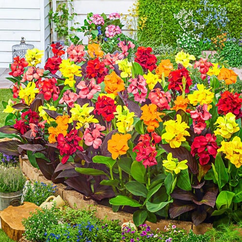 Canna Lily Flower Seeds for Planting – Shade Tolerant Heirloom Non-GMO Seeds for Home Garden