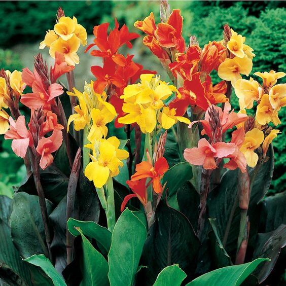 Canna Lily Flower Seeds for Planting – Shade Tolerant Heirloom Non-GMO Seeds for Home Garden