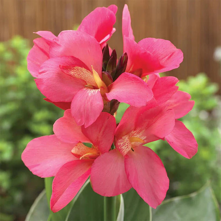 Pink Canna Flower Seeds for Planting – Heirloom, Non-GMO, Pollinator Friendly, High Germination